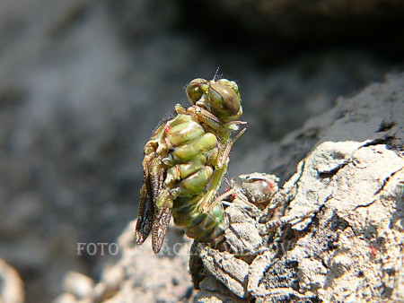 Klínatka vidlitá F (Onychogomphus forcipatus) 10429